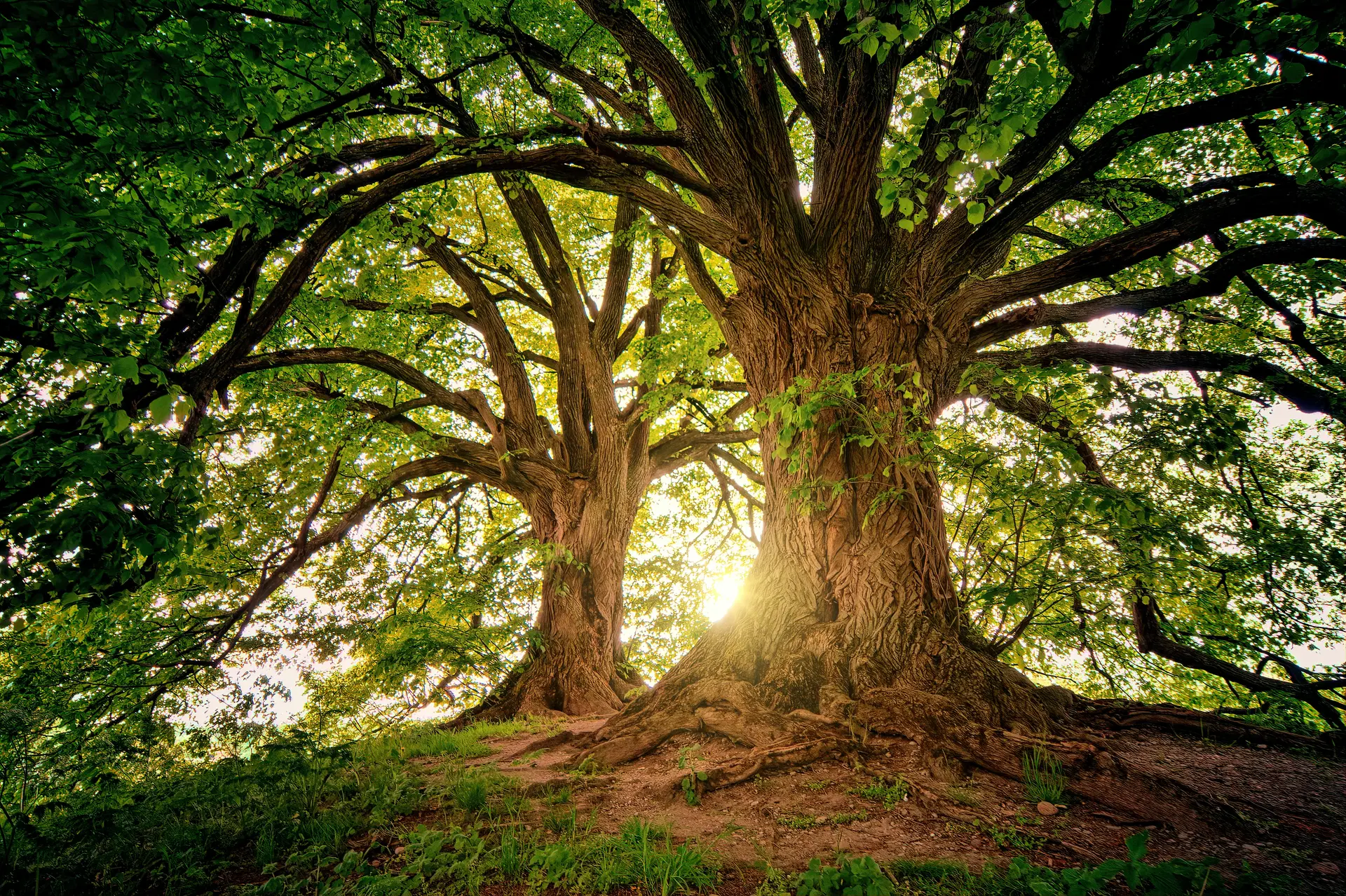 Tree roots