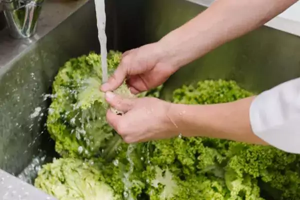 Team member washing lettuce